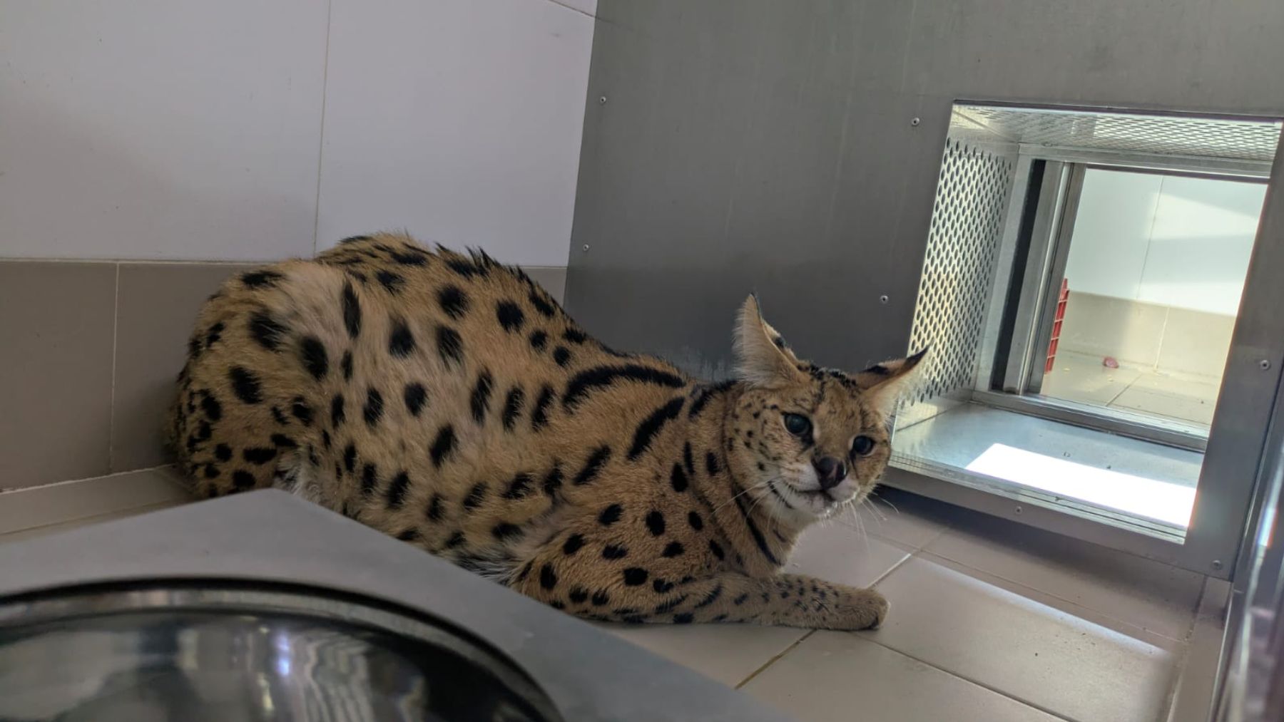 La serval Tila después de ser rescatada. Entre los animales exóticos más demandados se encuentra esta especie de felino.