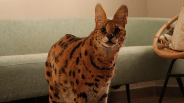 Animales ex&oacute;ticos. Tila en su antigua casa. 