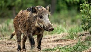 Jabalís o jabalíes