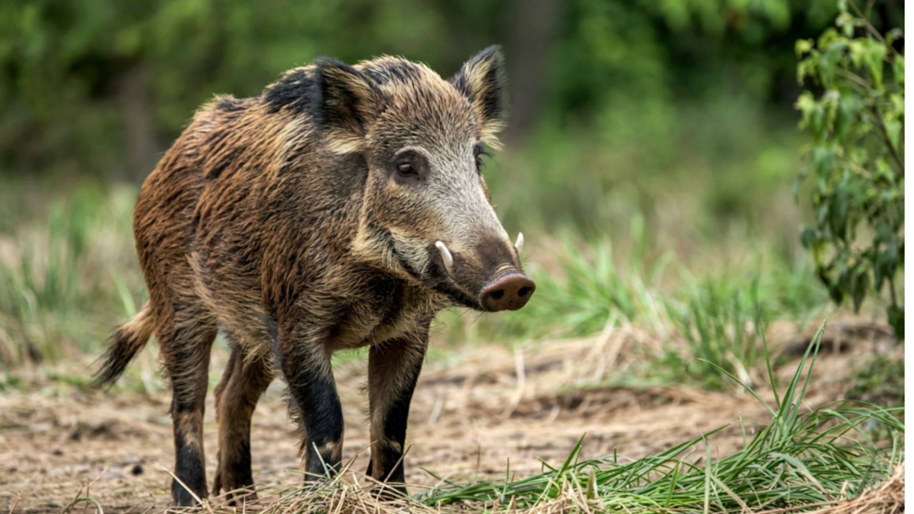 ¿Cómo se dice jabalís o jabalíes? La RAE confirma la duda más frecuente del español