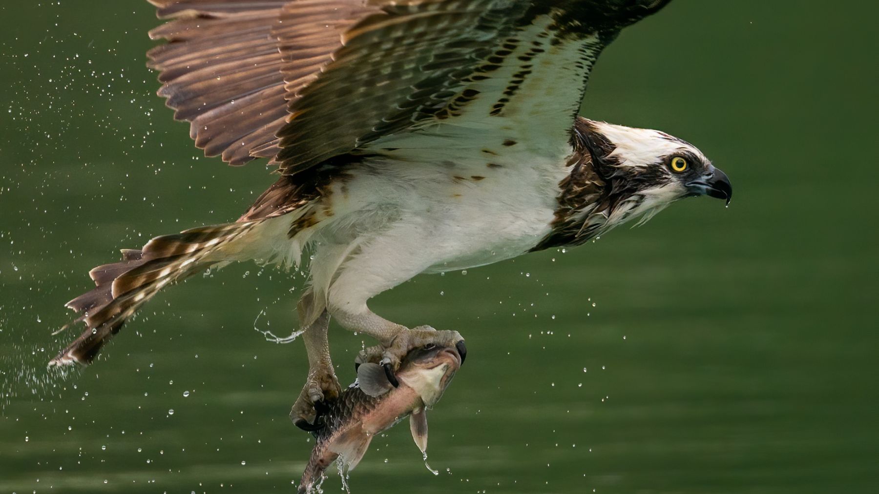 Un estudio español defiende el papel de la caza para controlar a los depredadores y proteger a la fauna silvestre