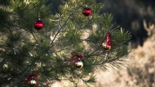 Árbol de Navidad, decoración, truco, plantas