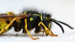 Avispa, Cantabria, cueva, curiosidades