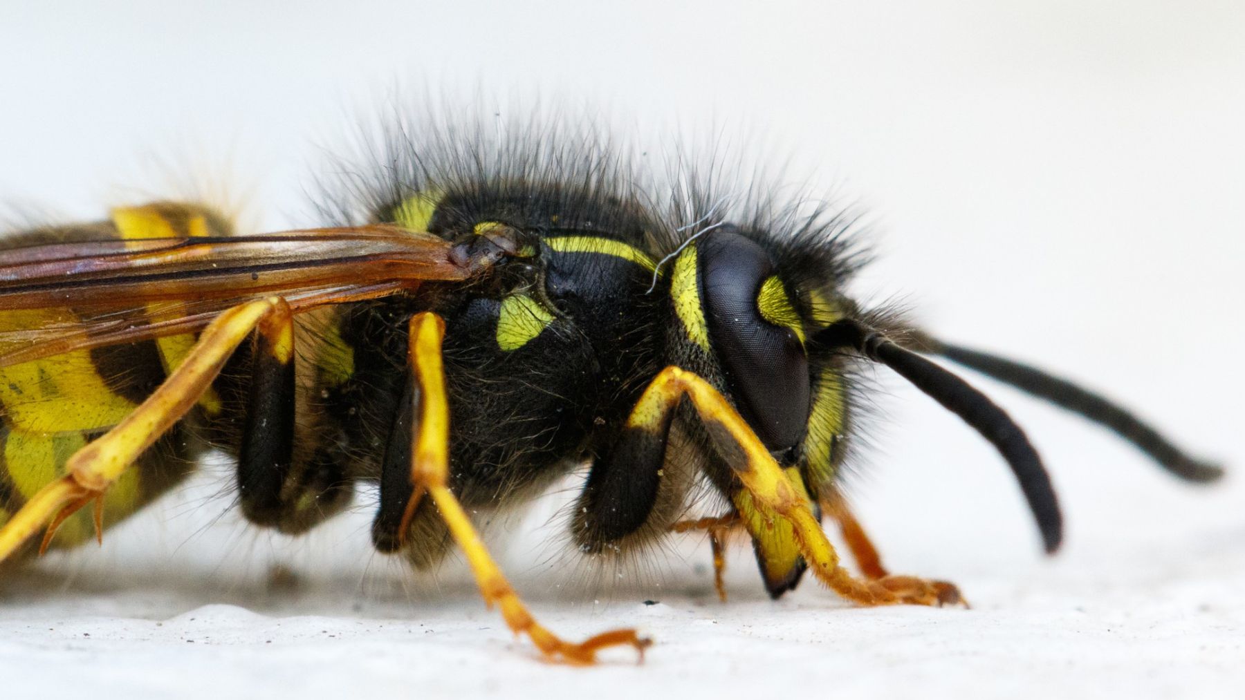 Bombazo en la paleontología española: descubren una avispa de 105 millones de años en una cueva de Cantabria