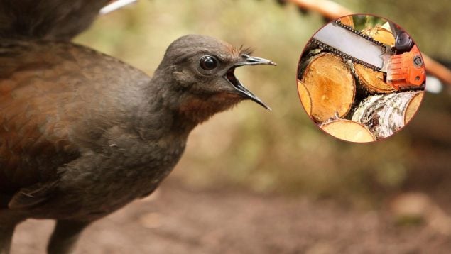Pájaro que imita el sonido de la motosierra