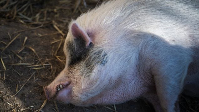 Peste porcina Cataluña
