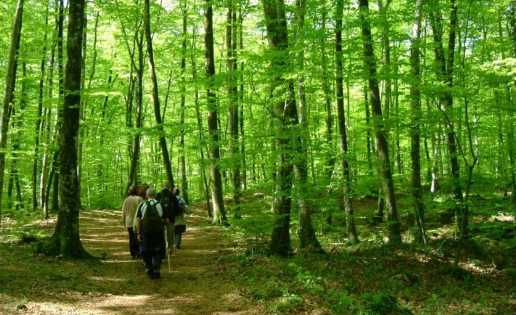 Bosque La Fageda d’En Jordà Foto Turismo de la Garrotxa