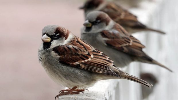 gorriones en barandilla