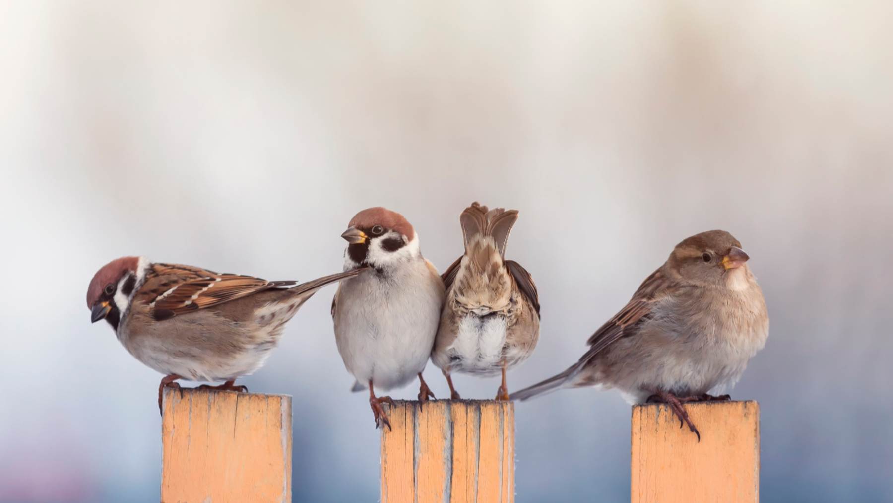 El declive de los gorriones es más acusado en áreas urbanas que en las rurales.