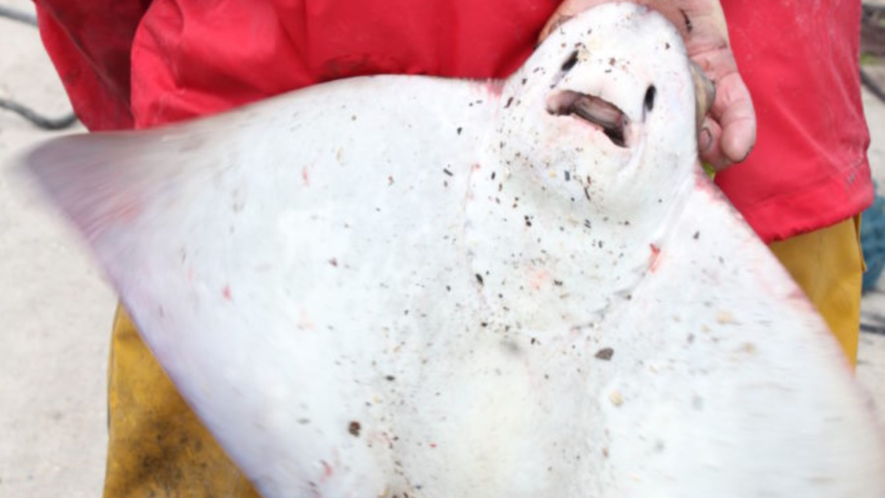 Los pescadores gallegos luchan para acabar con el mayor depredador de almejas: Es un comilón imparable