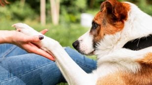 Perro, animales, mascotas