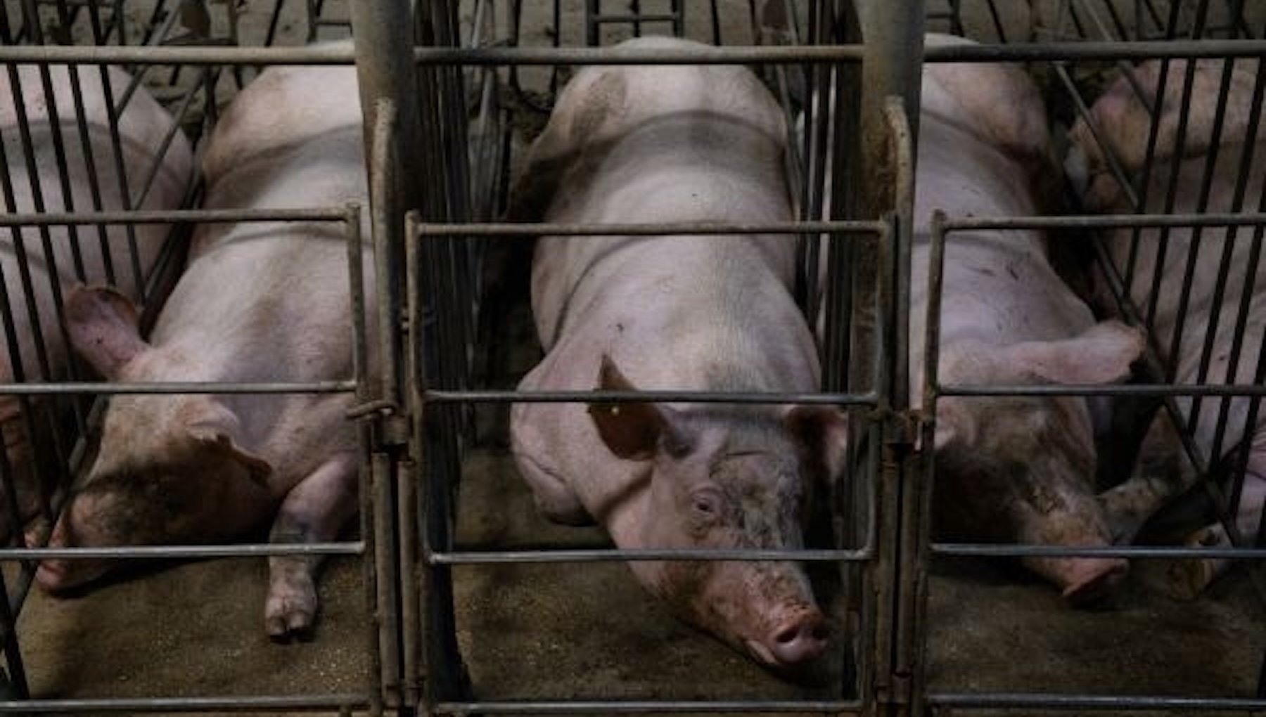 La crisis del cerdo se agrava: tras depreciarse un 20% en 10 días hallan otros tres jabalíes con peste