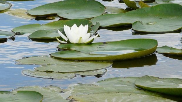 Laguna de las madres