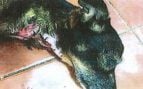 Maltrato perro Mallorca