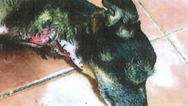 Maltrato perro Mallorca