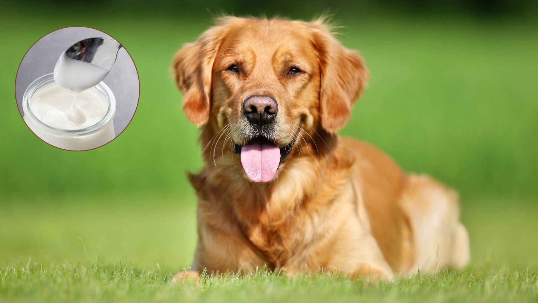 Si le das yogur a tu perro tienes que saber esto inmediatamente: lo dicen los veterinarios