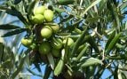 Agricultores andaluces preocupados por la falta de aceitunas, mala temporada para las aceitunas en los olivares andaluces, caída producción de aceitunas en olivar de Andalucía, faltan aceitunas, agricultores andaluces preocupados por la falta de aceitunas.