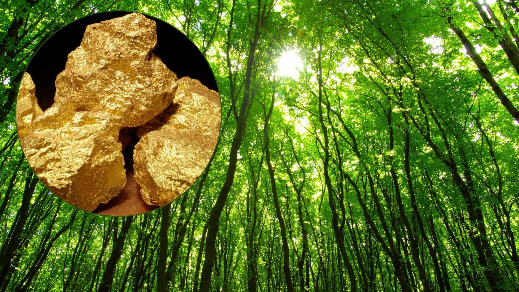 Bombazo en la biología: descubren que éste popular árbol puede filtrar oro a través de su sistema vascular