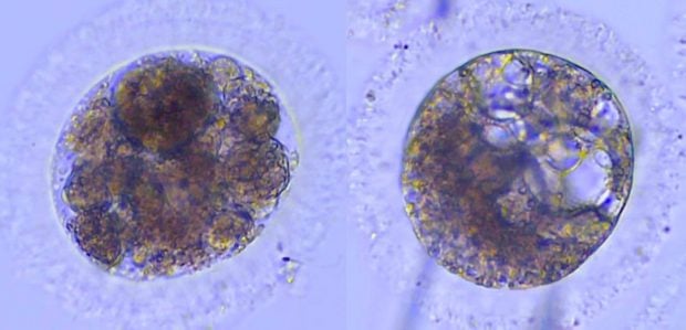 Embriones de lince ibérico producidos in vitro