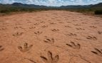 Huellas de dinosaurios, yacimiento, Bolivia