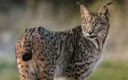 Linces ibéricos, animales, Murcia