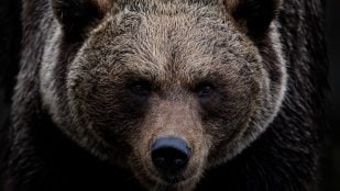 Refrán de caza en España, refranero español, expresiones españolas y su origen, significado refrán no vendas la piel del oso antes de cazarlo, qué significa el refrán no vendas la piel del oso antes de cazarlo.