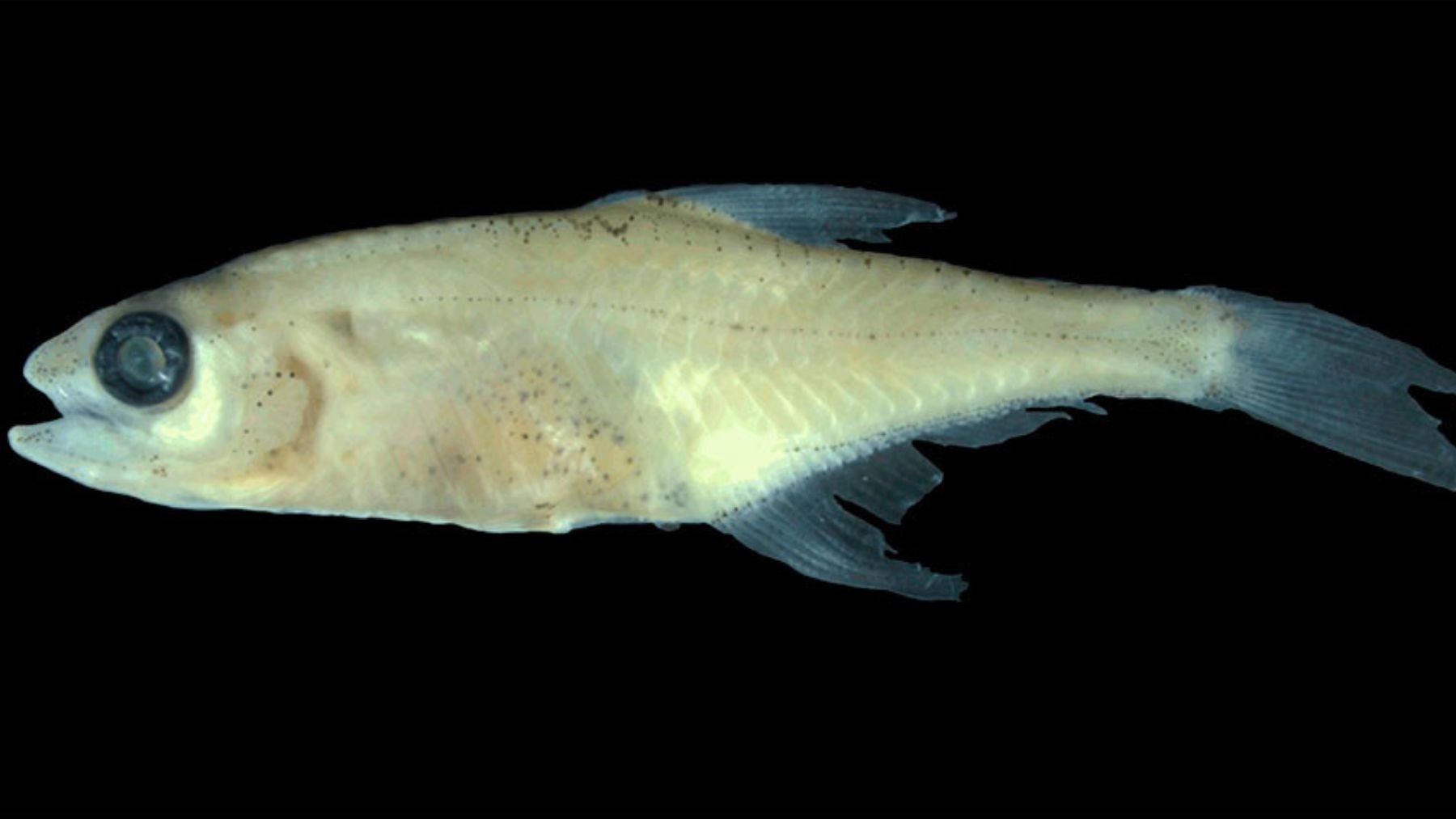 Los científicos no dan crédito: descubren un pez enano con un órgano totalmente desconocido para la ciencia