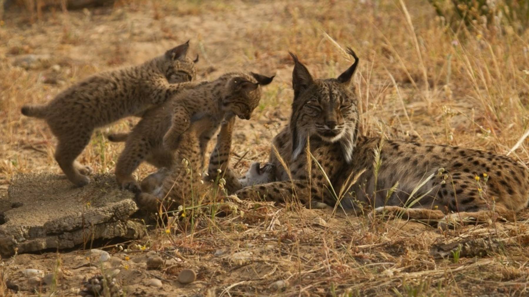 Hembra de lince ibérico junto a sus dos cachorros. (foto: Europa Press).