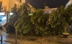 El histórico árbol destrozado por un rayo en Triana, Sevilla.