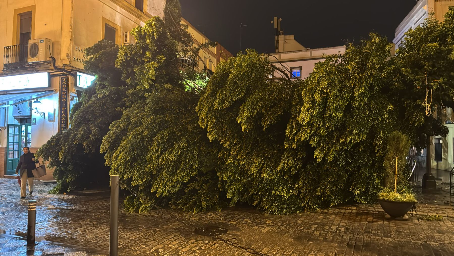 El PSOE culpa al PP de que un rayo haya destrozado un árbol histórico de Sevilla: No tienen límites
