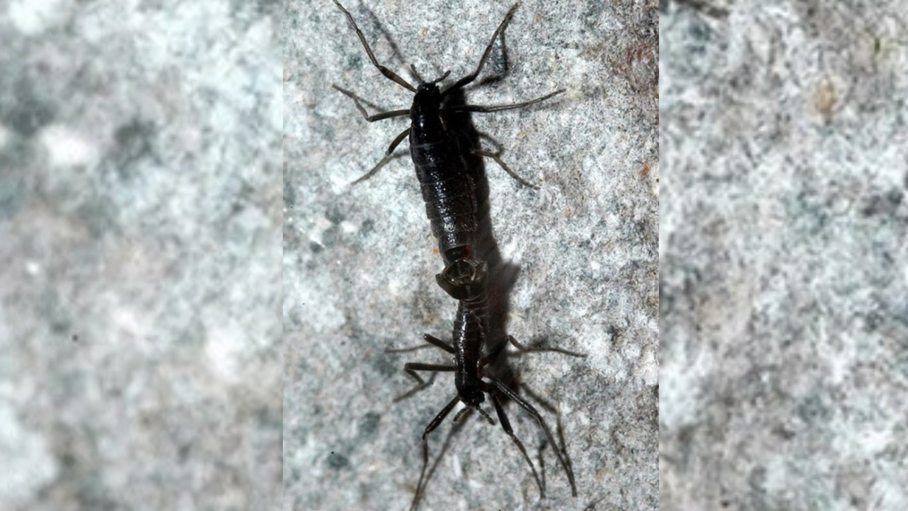 Los investigadores ponen el grito en cielo: la contaminación plástica llega al único insecto nativo de la Antártida