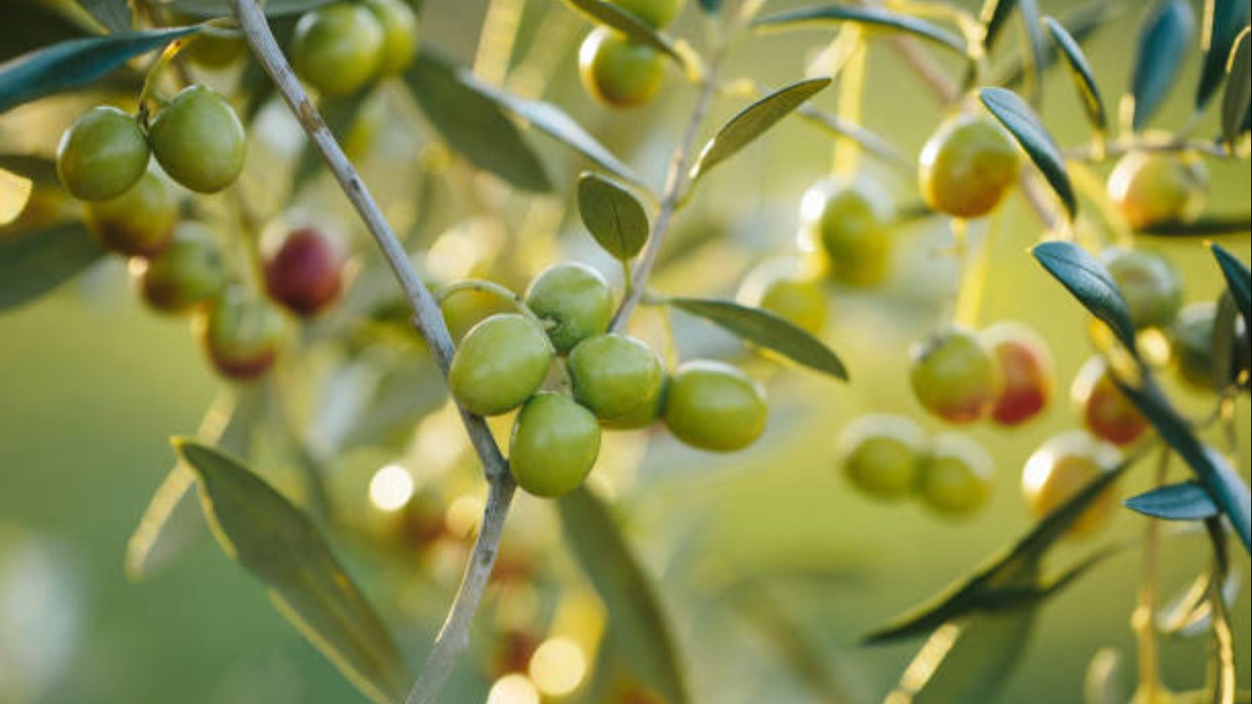 Ni Jaén ni Córdoba: está al lado de Madrid y es la ruta que conquista a los amantes del aceite de oliva