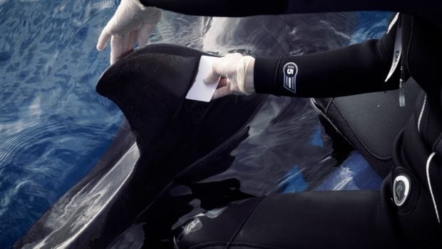 Recogida de muestra de piel en un delfín