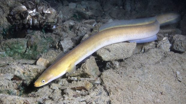 Anguila europea.
