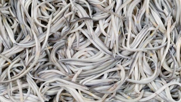 Angulas en un supemercado (Foto:Europa Prees).