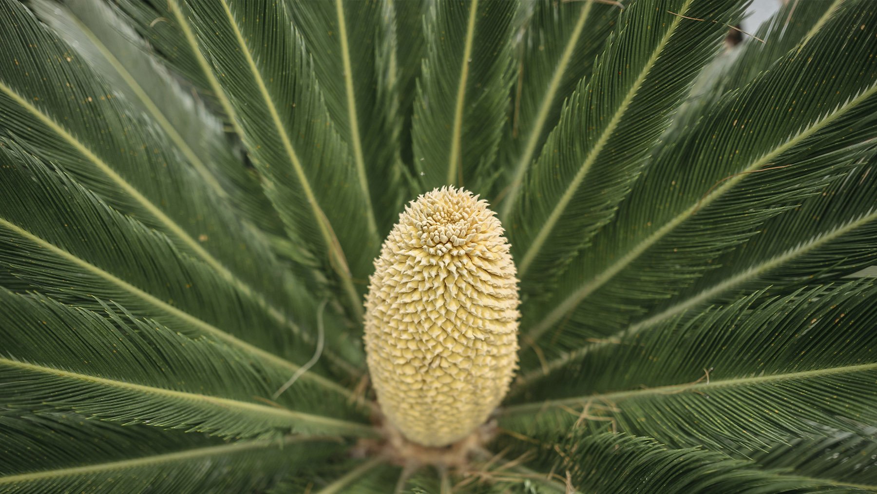 Suena extraño, pero la ciencia lo avala: una planta milenaria se