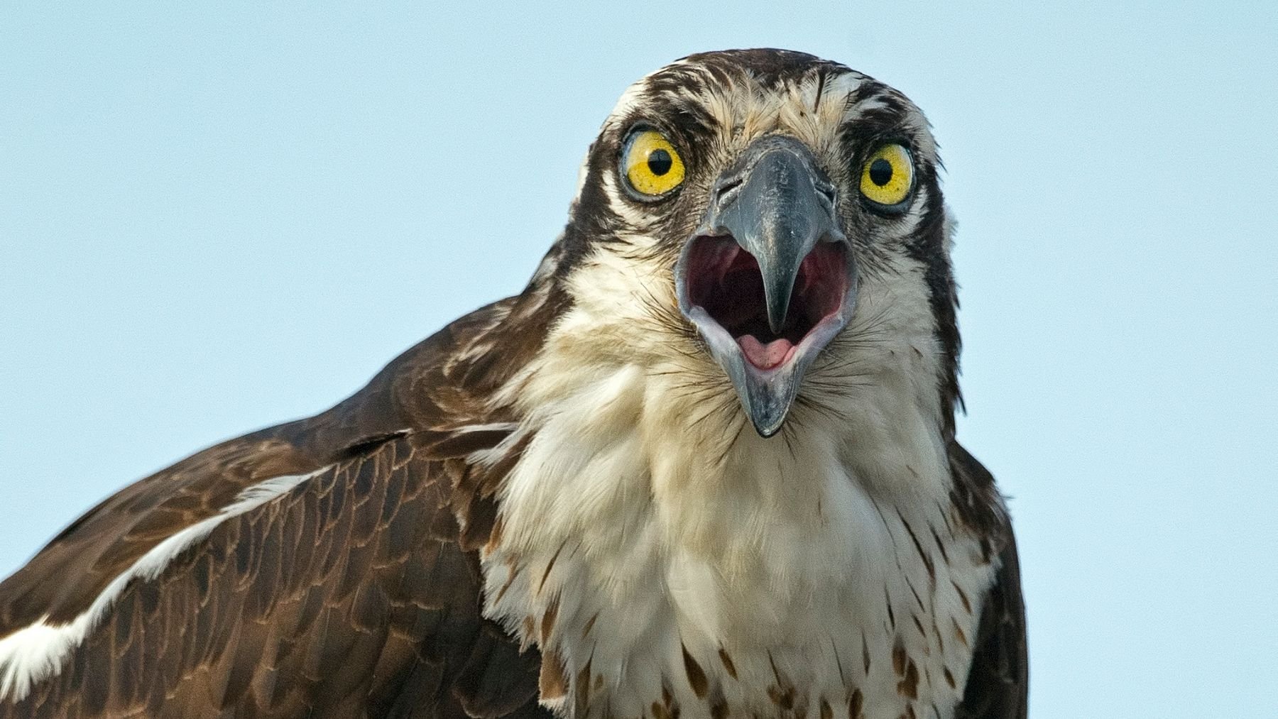 Los científicos no dan crédito: vuelve a la sierra de Cádiz una especie perdida hace casi 100 años