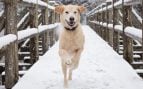 El perro y la nieve