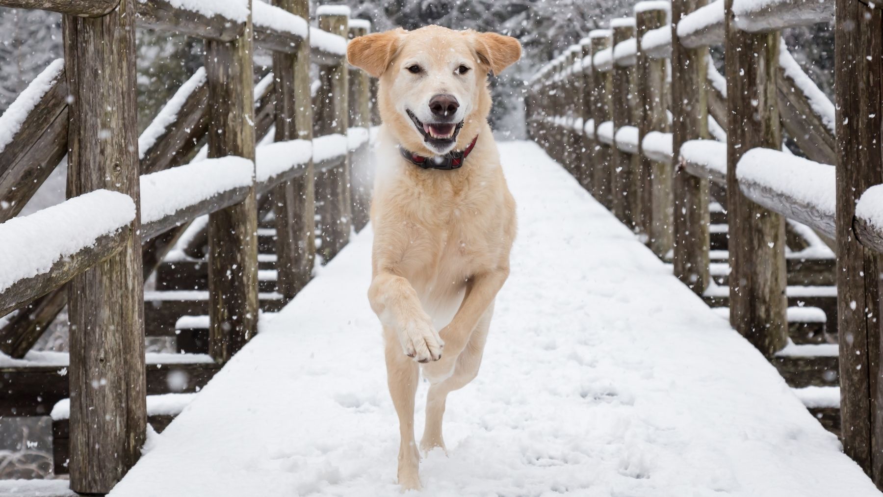 Una veterinaria deja claro lo que le puede pasar si tu perro come nieve: “Lo más probable es que…”
