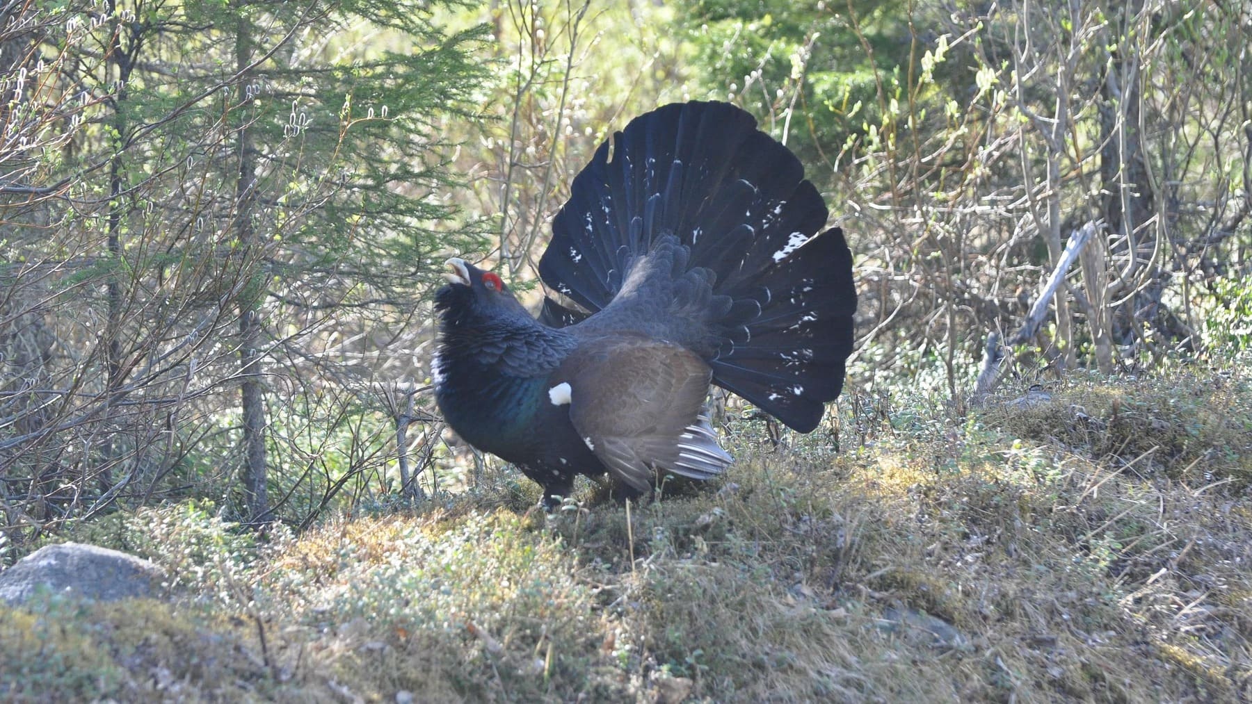Suena raro, pero la ciencia lo avala: la clave para evitar la depredación de nidos de urogallo está en su olor corporal