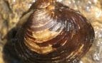 Corbicula fluminea, almeja, animales, especie invasora