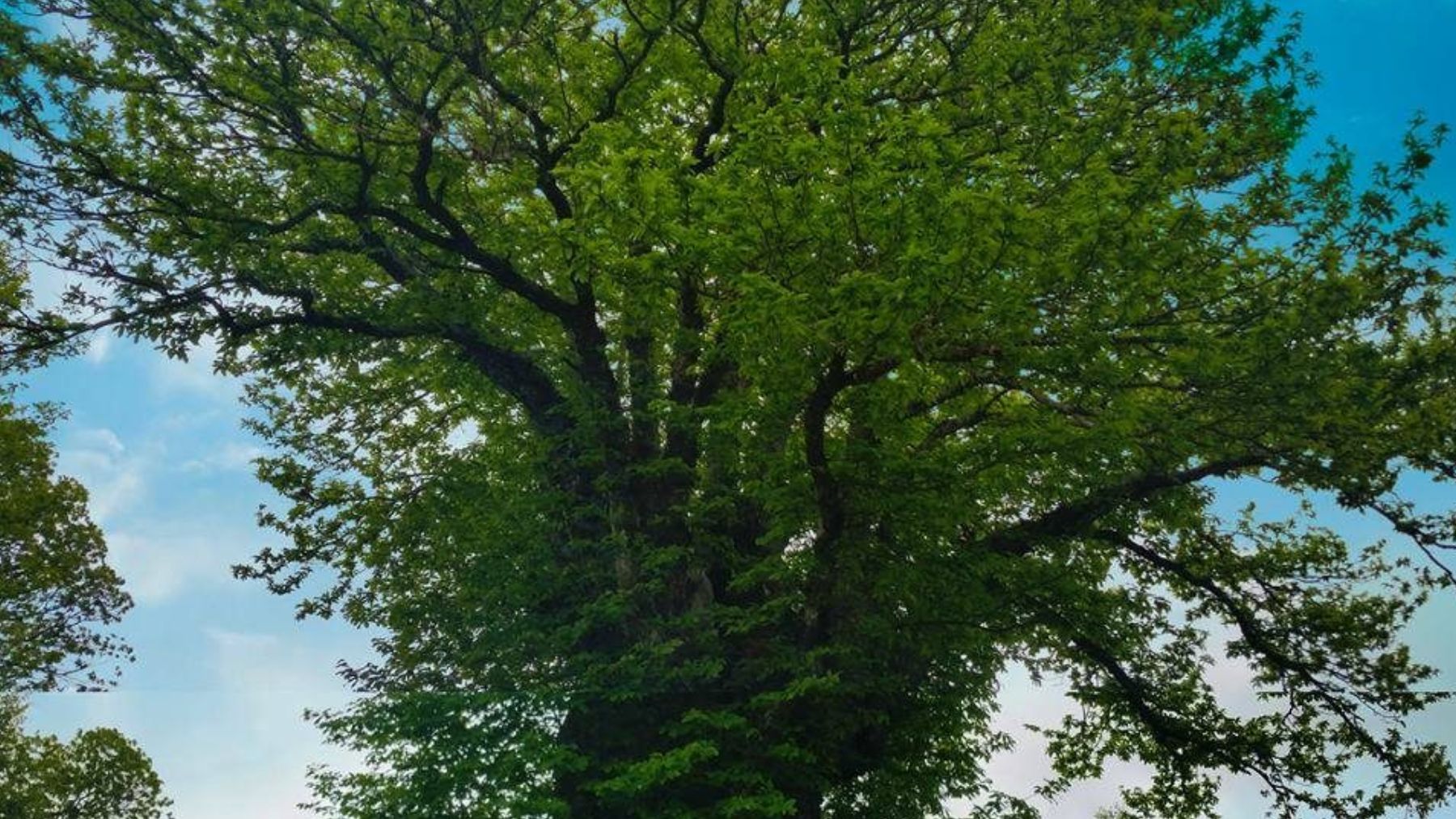 Castaño del Tío Trazas. Foto: Ayuntamiento de Los Santos