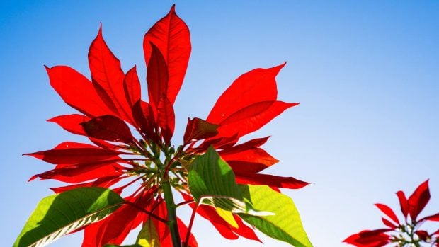 cuidar la flor de pascua
