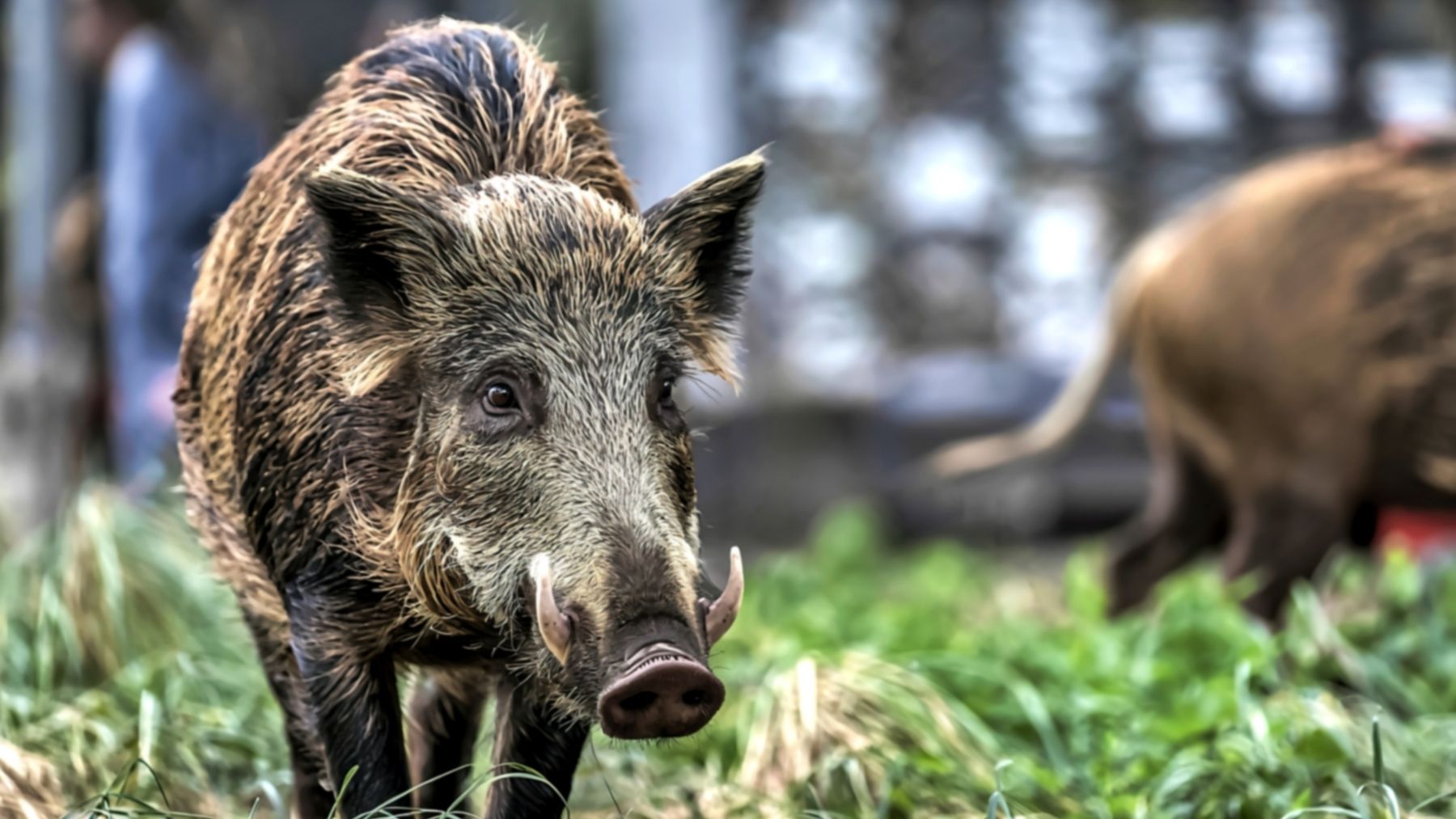 El invasor que preocupa a los científicos: el jabalí europeo está alterando suelos y destruyendo ecosistemas