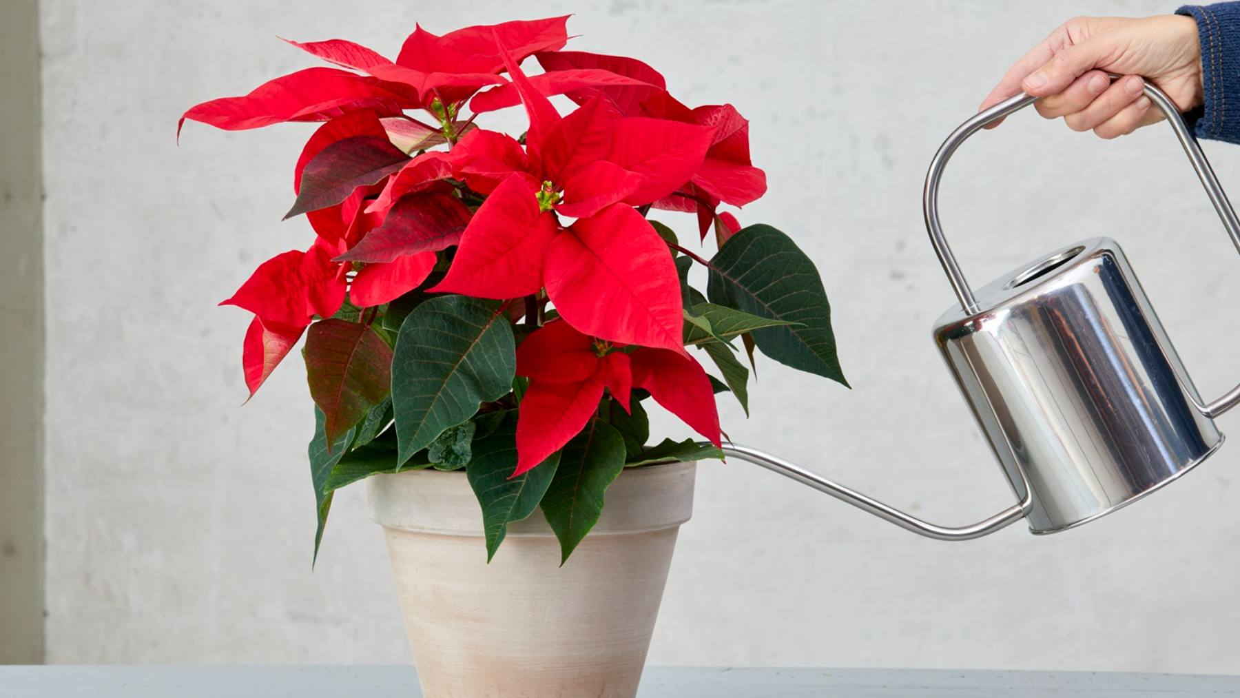 Flor de Pascua. (Foto: Stars for Europe).