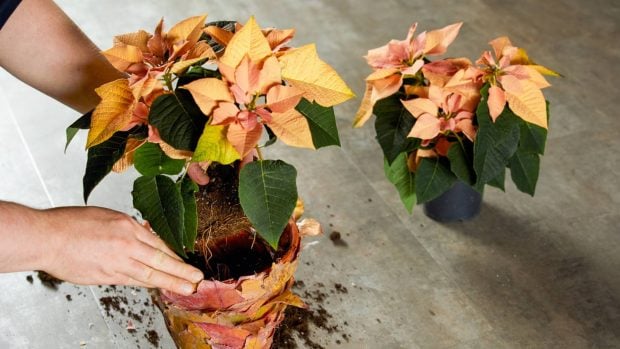 Flor pascua invierno