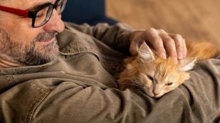 Gato, felino, animal, mascota, curiosidades