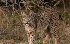 Lince ibérico, Córdoba, mamífero