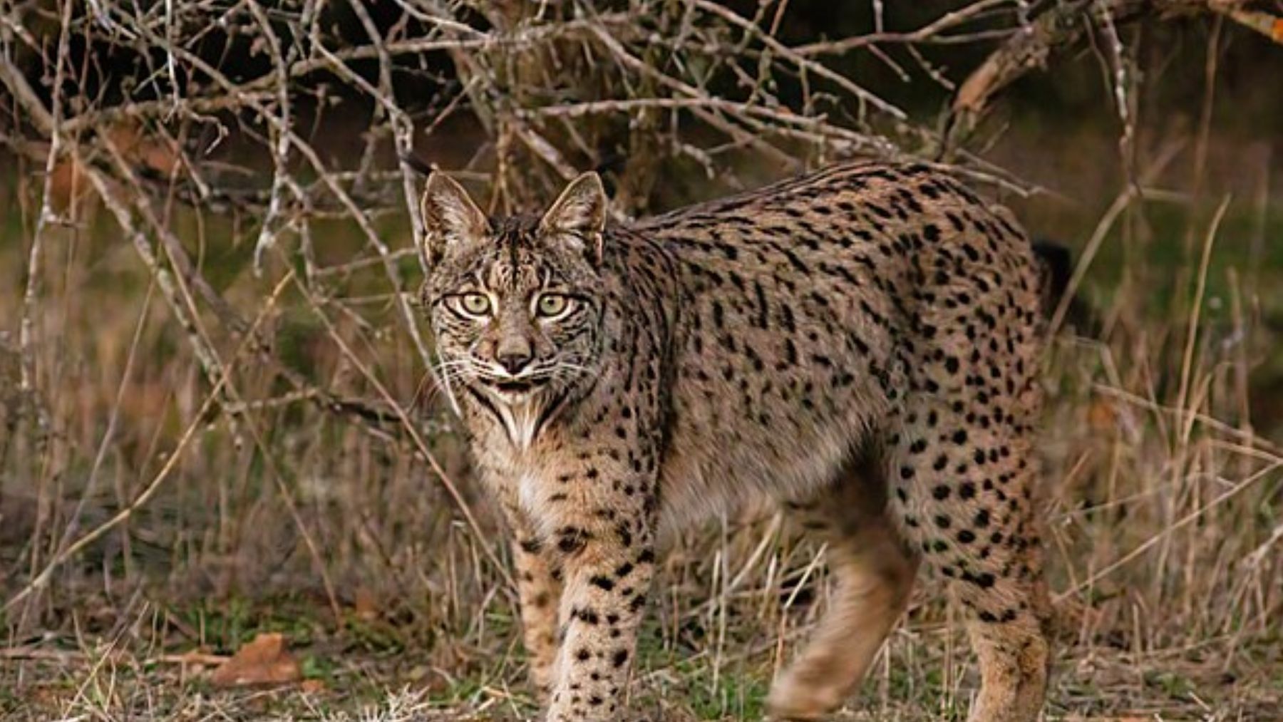 Lince ibérico. Foto: Wikimedia Commons / CC BY-SA 4.0 / Diego Delso