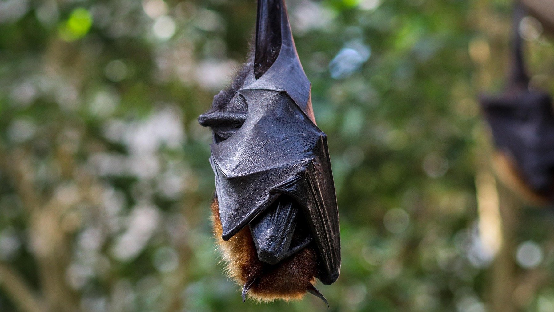 Todos piensan que esta extraña palabra es una errata: casi nadie sabe que aparece en el diccionario de la RAE